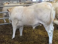Boğa, Blonde d’Aquitane cattle — foto 2