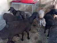 Koç, Koyunlar — foto 1
