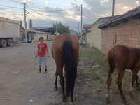 घोड़ी, Thoroughbred horse — फ़ोटो 3