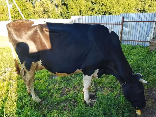Vaca, Raza Holstein