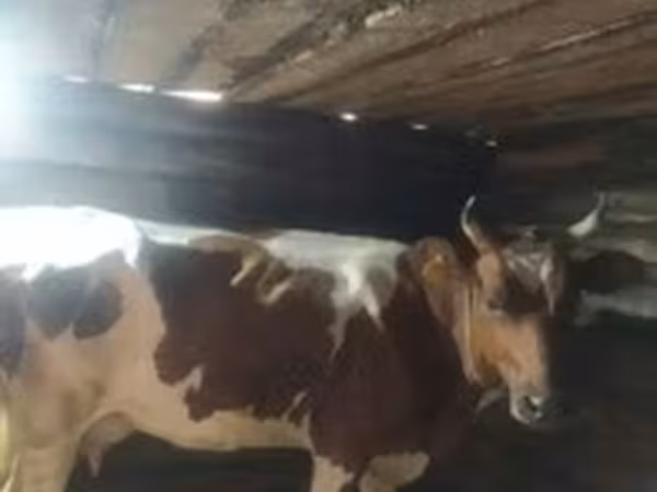 Cattle