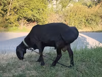 Koç, Red Karaman sheep — foto 1