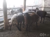كبش, Arabi sheep — الصورة 5