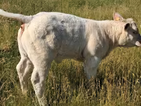 Bull, Charolais cattle — photo 7