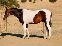 حصان, National Show Horse — الصورة 3