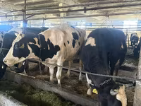 Vaca, Raza Holstein — foto 4