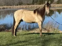 حصان, Rocky Mountain Horse — الصورة 3