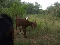تيس, Nubian Goat — الصورة 2