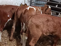 公牛, Cattle — 照片 1