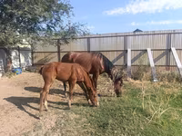 Stute, Thoroughbred horse — Foto 2