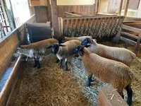 Koyun, Baerchuke sheep — foto 3