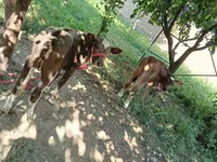 بقرة, Red Estonian cattle — الصورة 2