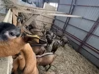 Keçi, Alpine goat — foto 2