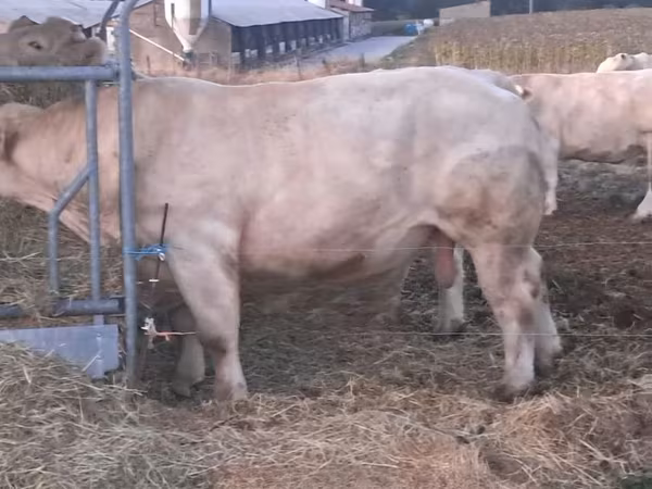सांड, Charolais cattle