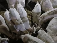 Ziege, Saanen goat — Foto 4