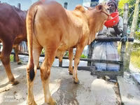 सांड, मवेशी — फ़ोटो 4