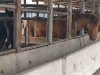 घोड़ा, Horse breed — फ़ोटो 5
