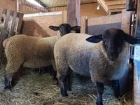 Koyun, Baerchuke sheep — foto 2