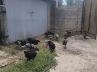 Australorp — photo 4
