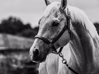 घोड़ा, Quarter Horse — फ़ोटो 4