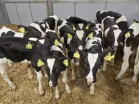 公牛, Cattle — 照片 2