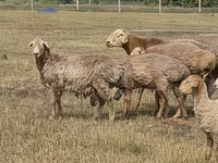 मेढ़ा, Hissar sheep — फ़ोटो 7