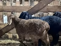 Widder, Baerchuke sheep — Foto 2