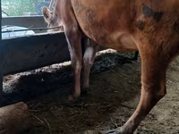 Vaca, Raza Alatau — foto 5