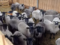 मेढ़ा, Romanov sheep — फ़ोटो 5