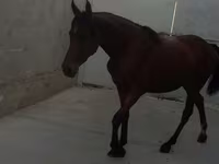 Yegua, Anglo-Arabian — foto 5