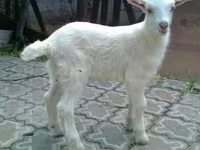 Cabro, Saanen goat — foto 2