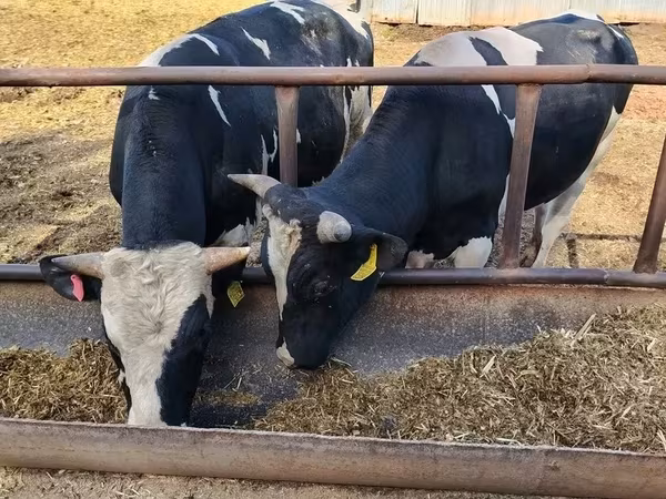 Bull, Holstein breed