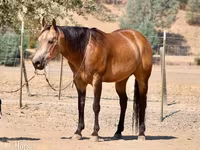 Caballo, Quarter Horse — foto 2