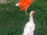 كاليفورنيا الرمادي — الصورة 1