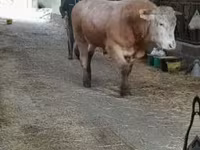 Boğa, Blonde d’Aquitane cattle — foto 1