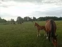 Horse (M), Horses — photo 5