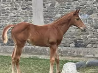 Aygır, Anglo-Arabian — foto 2
