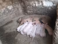 मादा सूअर, Дюрок — फ़ोटो 2