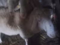 Koç, Assaf sheep — foto 2