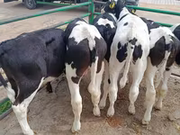 公牛, Holstein breed — 照片 6