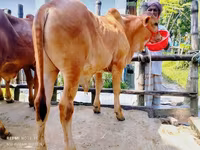 公牛, Cattle — 照片 3