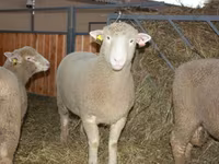 公羊, Dorset horn sheep — 照片 1
