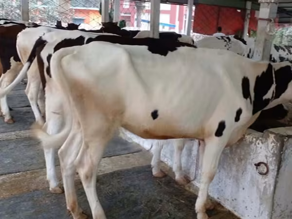Cow, Buffalo