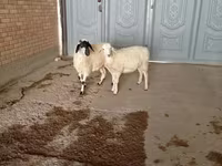 Cabro, Cabras — foto 5