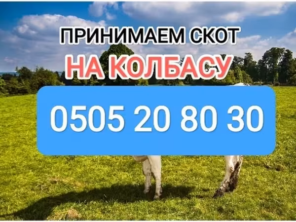 Skot
