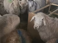 भेड़, Tian-Shan semifinewool sheep — फ़ोटो 3