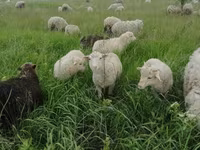 كبش, Merino sheep — الصورة 3