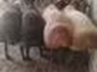 Widder, Arashan sheep — Foto 7