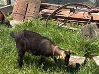 Keçi, Nubian Goat — foto 4