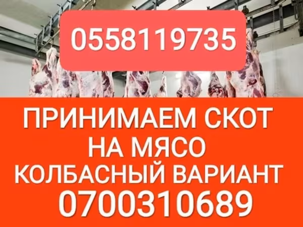 Cattle